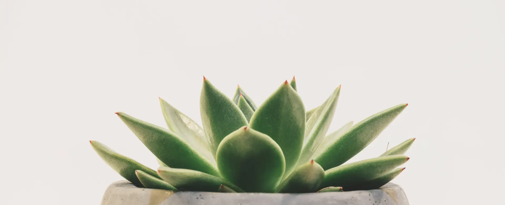 succulent plant